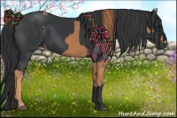Horse Color:Chestnut and Black
