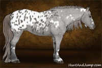 Horse Color:White Spotted Grullo Appaloosa 