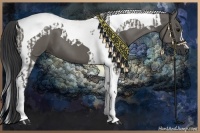 Horse Color:Grullo Tobiano  and Grullo Tobiano 