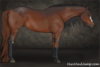 Horse Color:Chestnut and Bay