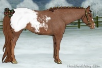 Horse Color:Chestnut Snowcap 
