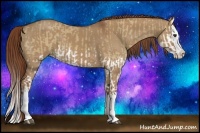 Horse Color:Red Dun Splash and Red Dun Splash