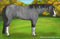 Horse Color:Blue Roan Splash 