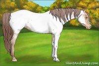 Horse Color:Amber Champagne Appaloosa 