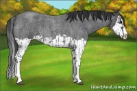 Horse Color:Blue Roan Splash  and Blue Roan Splash 