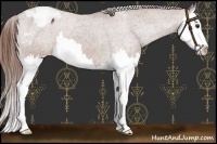 Horse Color:Chestnut Splash Appaloosa 