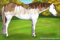 Horse Color:Red Dun Splash  and Chestnut Splash 