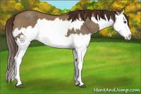 Horse Color:Liver Red Dun Splash  and Liver Red Dun Splash 