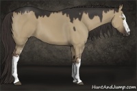 Horse Color:White Spotted Liver Red Dun 