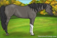 Horse Color:Grullo Tobiano