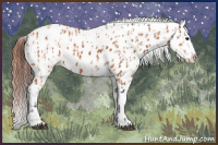 Horse Color:Bay Appaloosa  and Gray Bay Appaloosa 