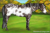 Horse Color:Gray Bay Frame and Gray Bay Frame