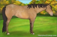 Horse Color:Amber Champagne and Amber Champagne