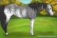 Horse Color:White Spotted Blue Roan 