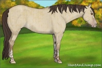 Horse Color:Classic Champagne Dun and Classic Champagne Dun
