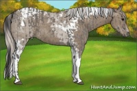 Horse Color:Grullo Roan Tobiano and Silver Grullo Tobiano