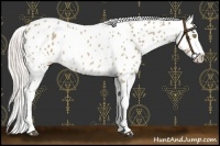 Horse Color:Silver Brown Roan Dun Appaloosa Rabicano 