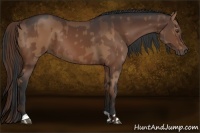 Horse Color:Liver Chestnut  and Bay 