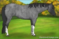 Horse Color:Blue Roan 