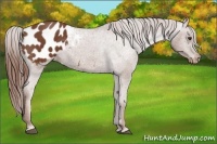 Horse Color:Chestnut Appaloosa 