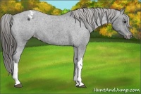 Horse Color:Blue Roan Varnish 
