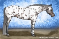 Horse Color:Bay Appaloosa 