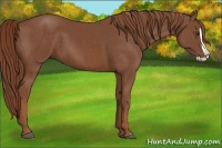 Horse Color:Chestnut Splash 