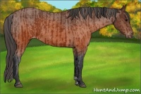 Horse Color:Brown Appaloosa and Brown Appaloosa