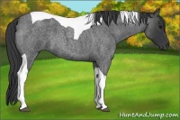 Horse Color:Blue Roan Tobiano