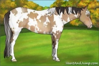Horse Color:White Spotted Amber Champagne 