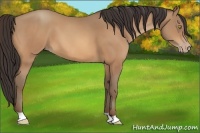 Horse Color:Amber Champagne