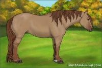 Horse Color:Red Dun