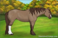 Horse Color:Liver Red Dun