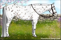 Horse Color:Brown Leopard 