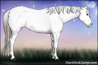 Horse Color:Black Splash Appaloosa 