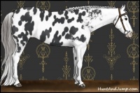 Horse Color:Black Appaloosa