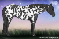 Horse Color:Black Appaloosa