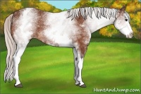 Horse Color:White Spotted Silver Bay Splash 