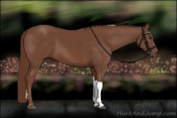 Horse Color:Chestnut Tobiano 