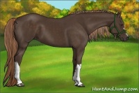 Horse Color:Liver Chestnut 