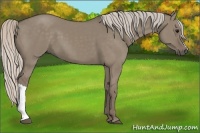 Horse Color:Silver Grullo 
