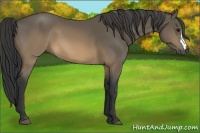 Horse Color:Buckskin 