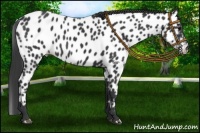 Horse Color:Black Near Leopard 
