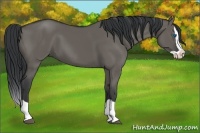 Horse Color:Grullo Splash 