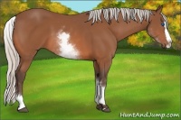 Horse Color:White Spotted Silver Bay Splash