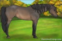 Horse Color:Buckskin Roan 