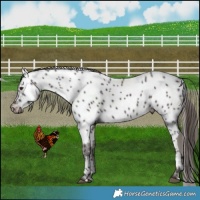 Horse Color:Liver Chestnut Appaloosa 