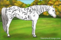 Horse Color:Blue Roan Appaloosa