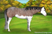 Horse Color:Bay Roan Splash