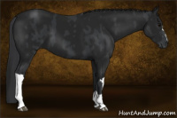 Horse Color:Black and Gray Black